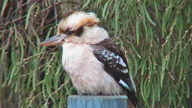 'Trauriger Kookaburra' Jägerliest [Dacelo novaeguineae]